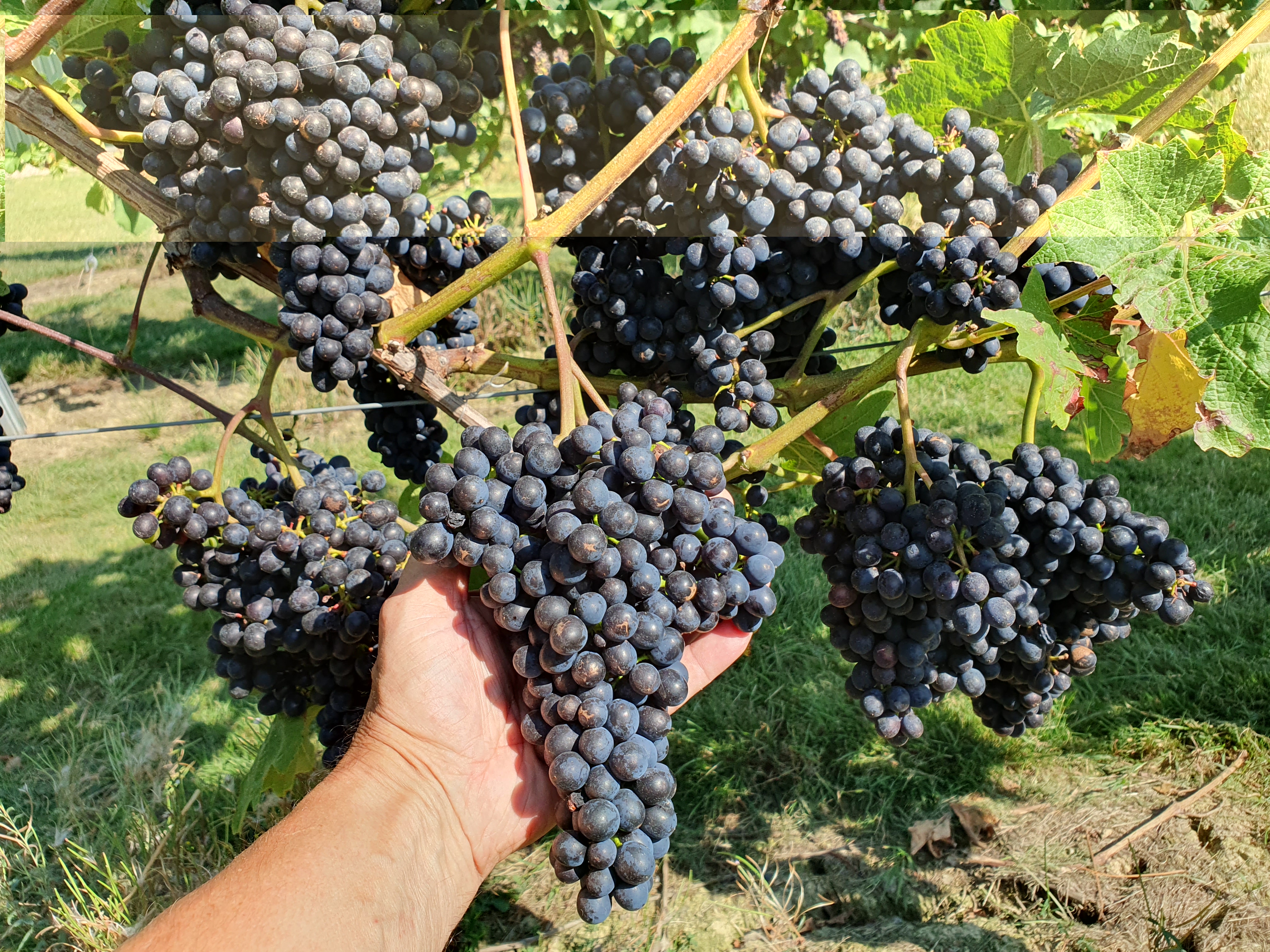 Visite du vignoble et dégustation de vins