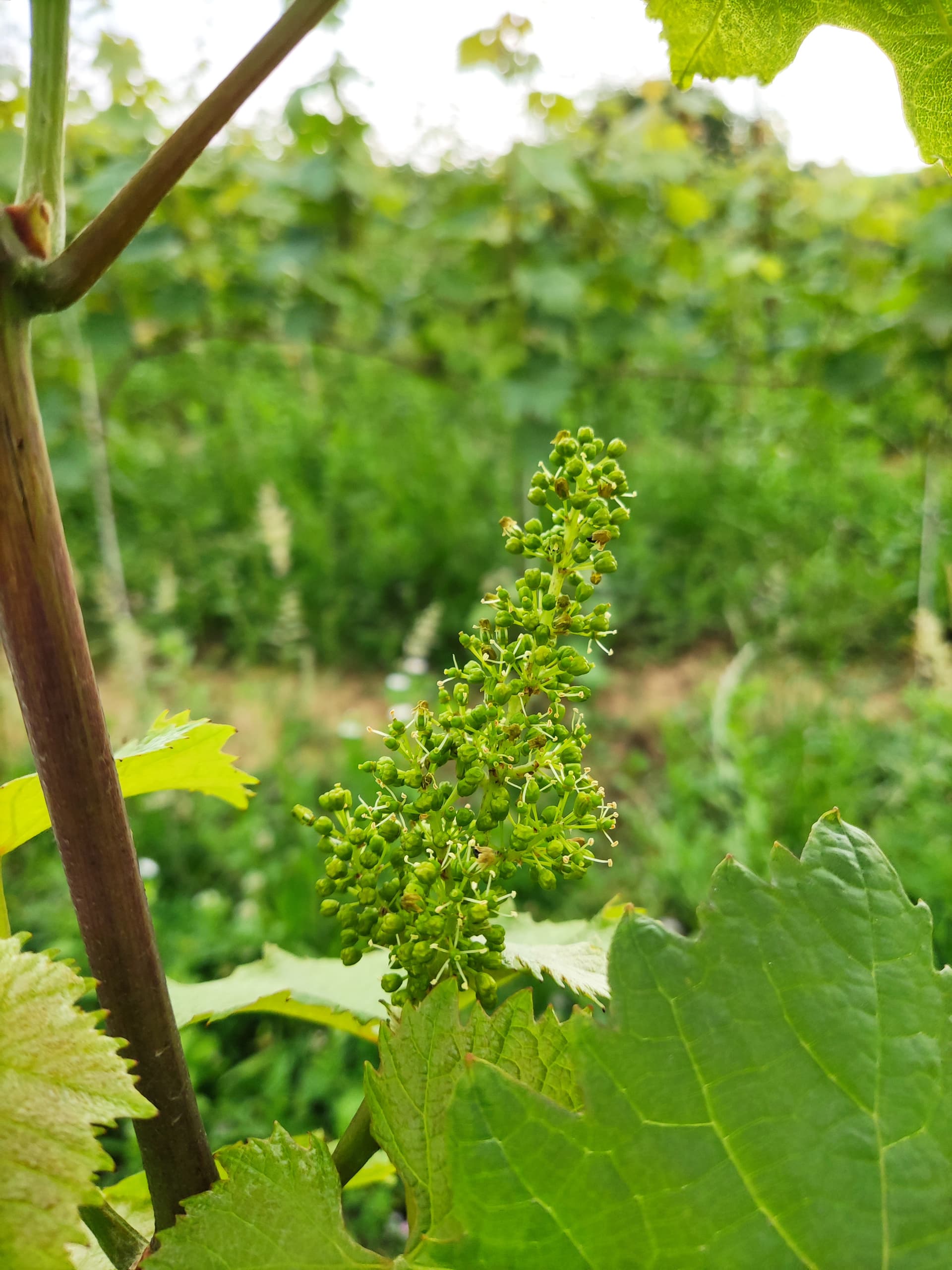 Kosmos Winery foto 3