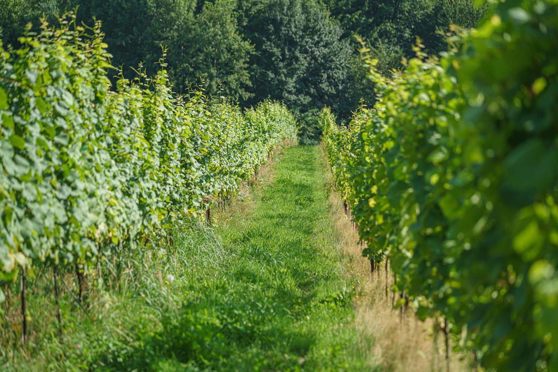 Degustação de vinhos, visita aos vinhedos e adegas