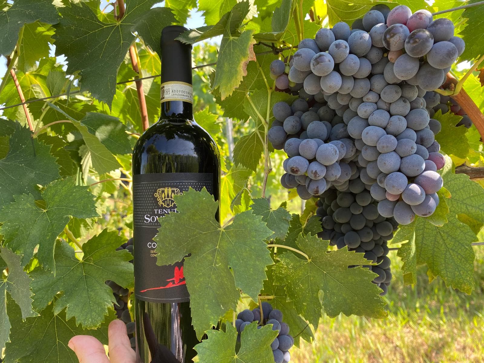 Cata de vinos en San Gimignano