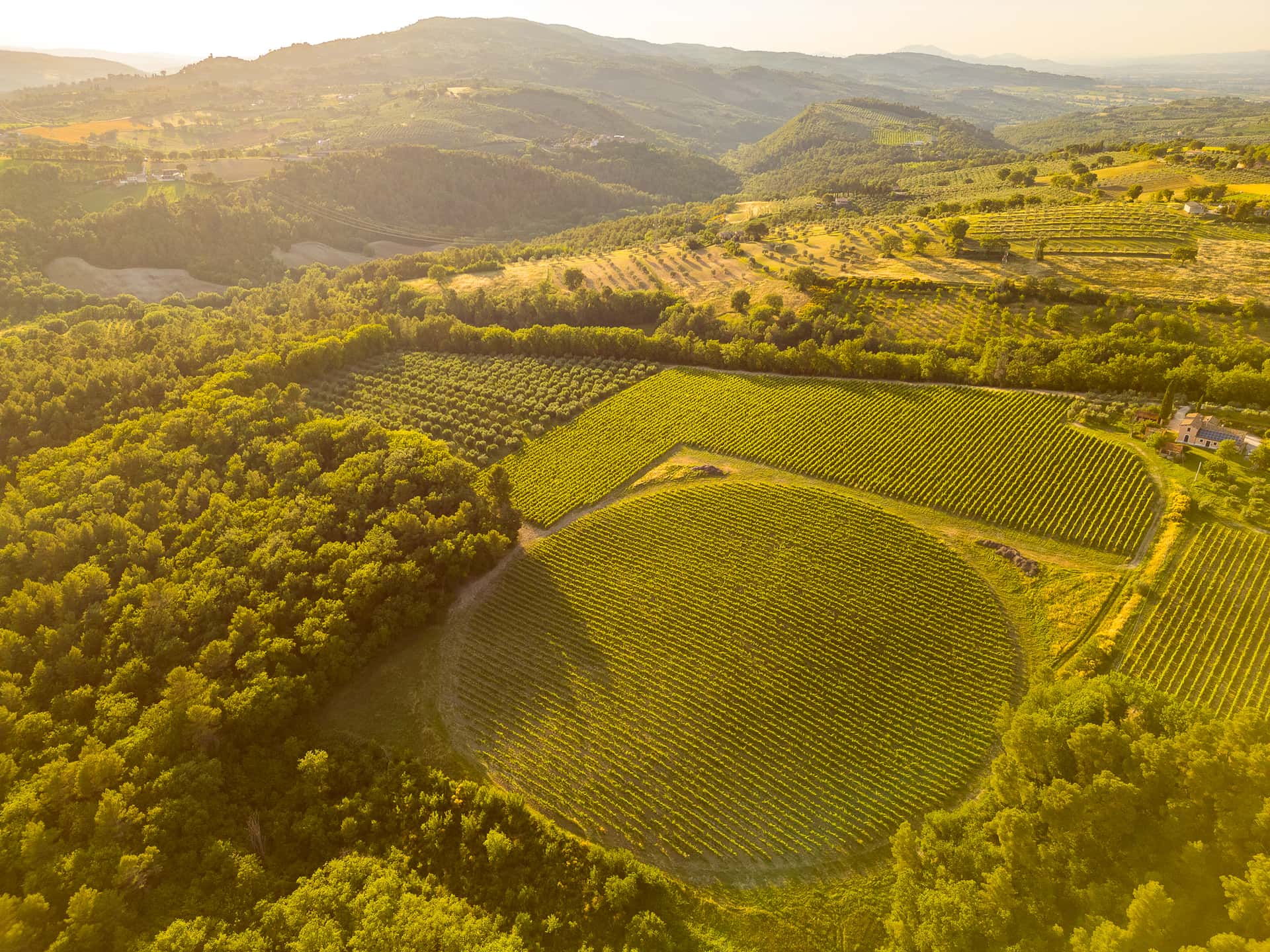 Enjoy a Typical Lunch with Tour & Wine Tasting