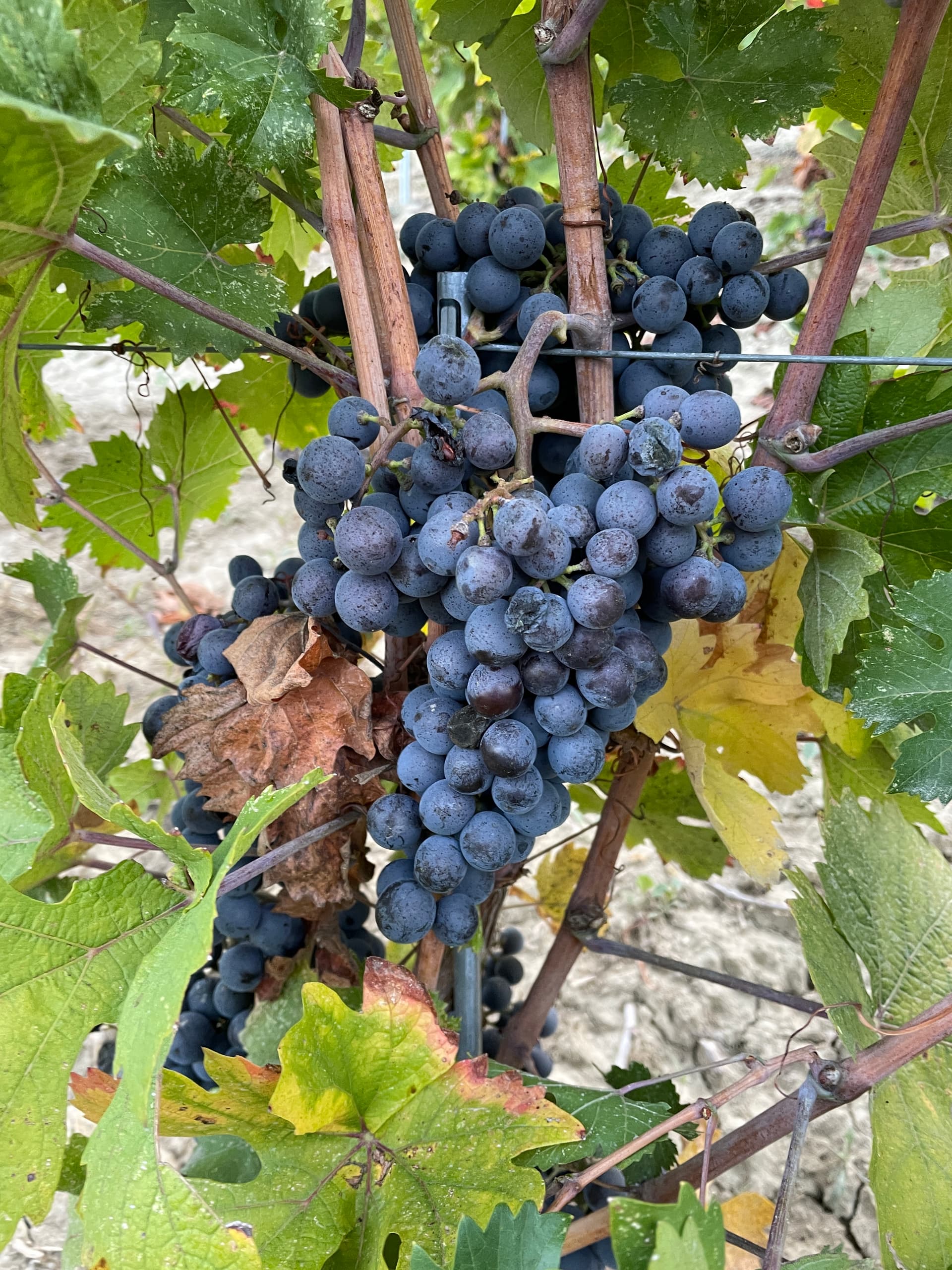 Vinos raros y maridajes inusuales: el sabor de lo inesperado