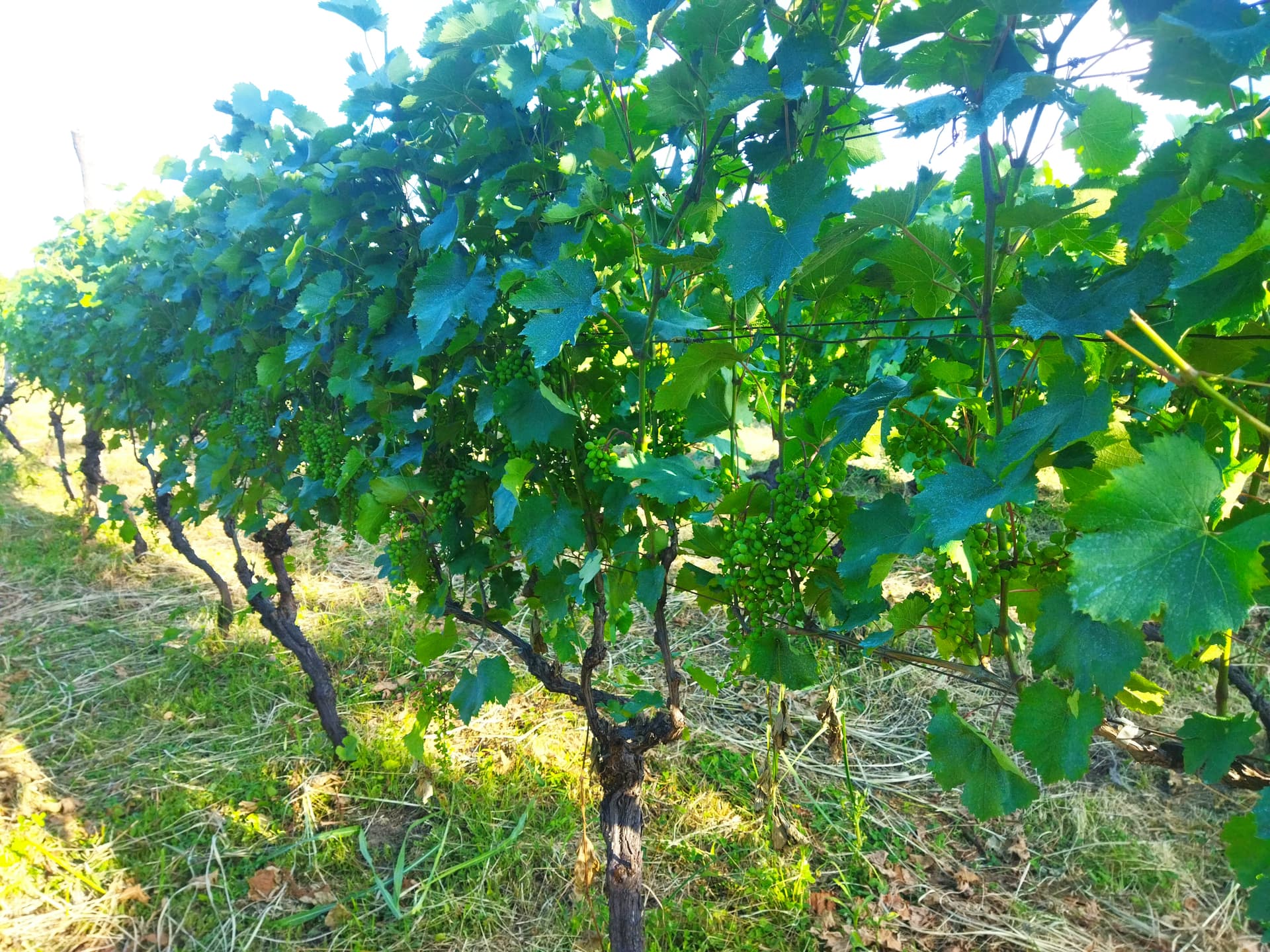 Orta Winery
