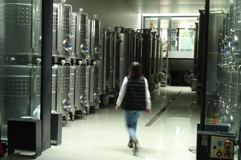 Cata de vinos y visita a la bodega en Holdvölgy