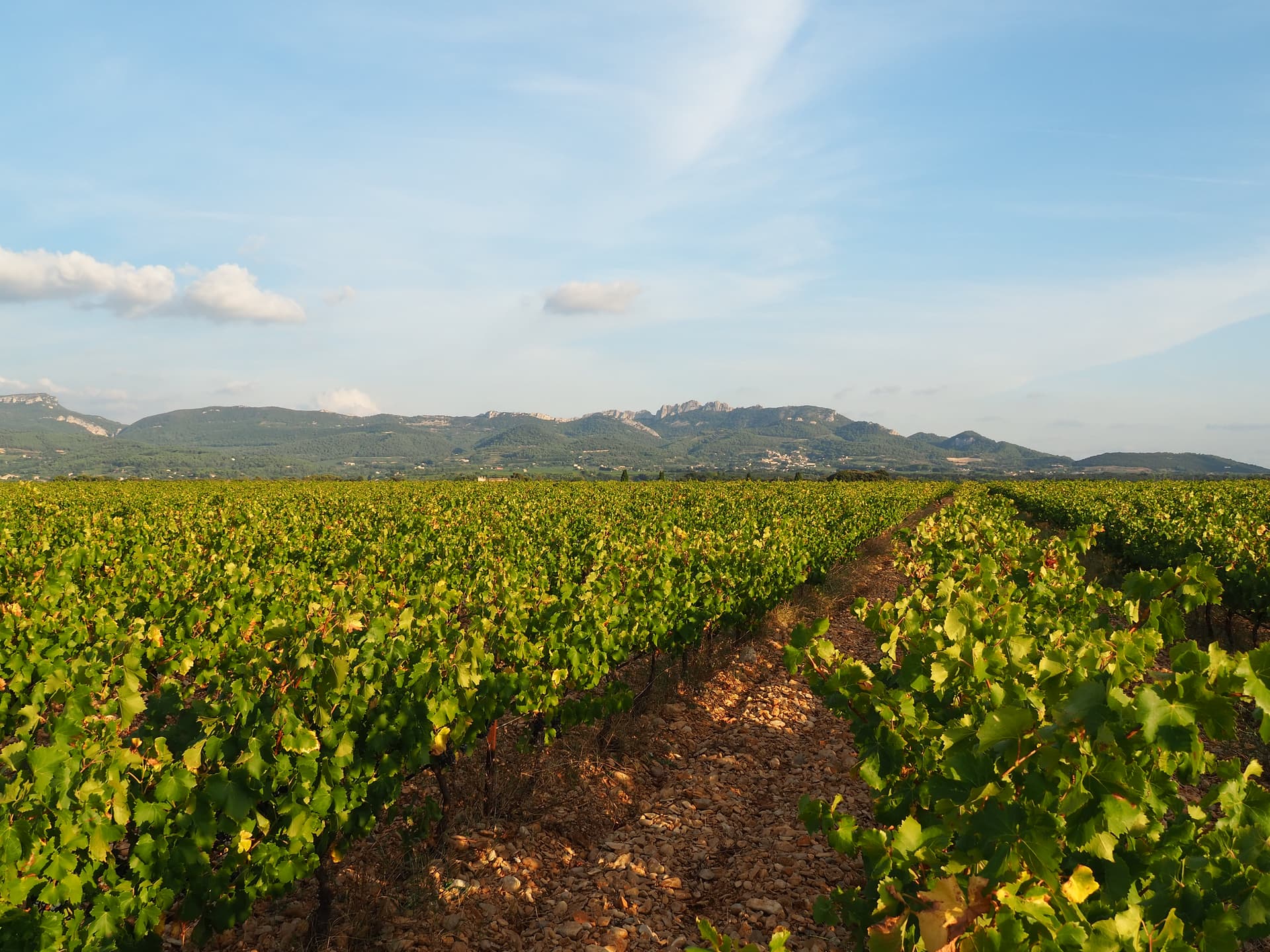 Domaine des Pasquiers: A Hidden Gem in Rhône Foto 3