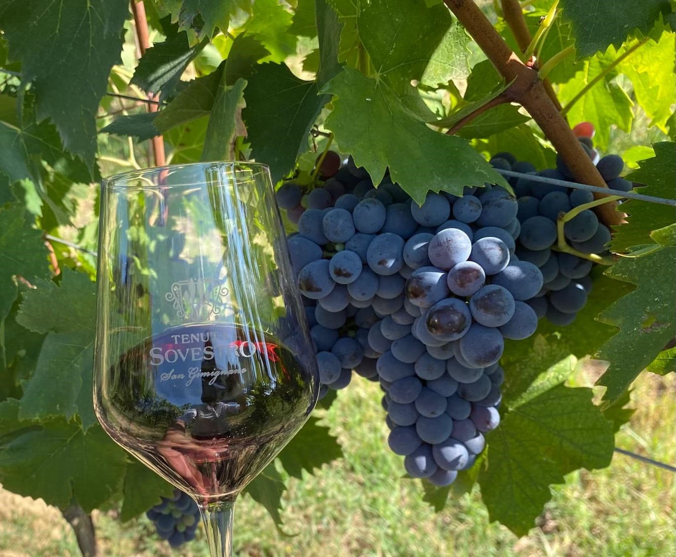 "4 VINOS PARA POCOS"