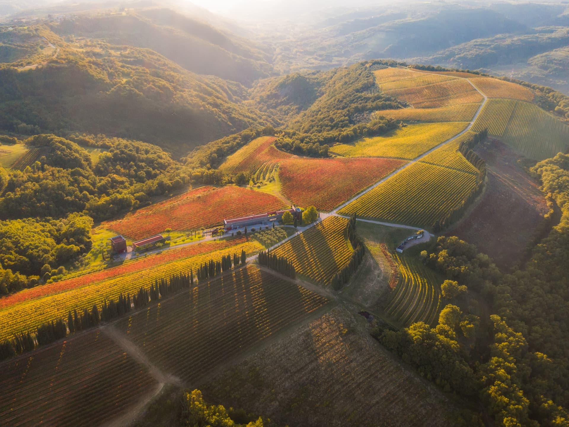 Wine Tasting with a View of the Sea and Alps at the Brič Estate