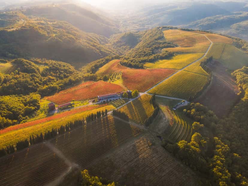 Wine Tasting with a View of the Sea and Alps at the Brič Estate
