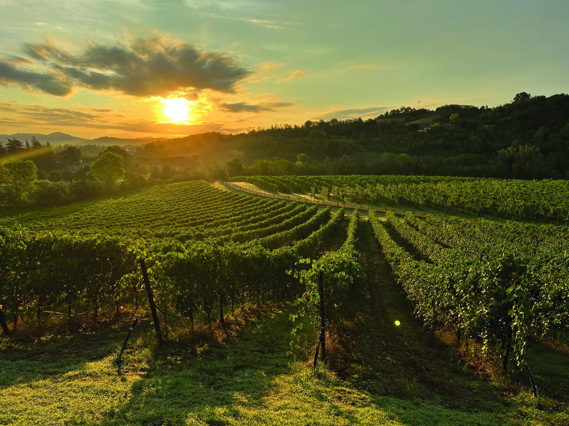 Enjoy Sparkling & Still Wines with Emilia-Romagna Bites