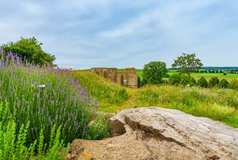 Rheinhessen: Vineyard Walk & Primeval Sea Wine Tasting