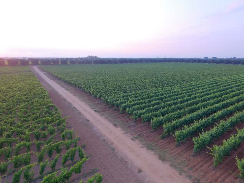 Vigneti Reale