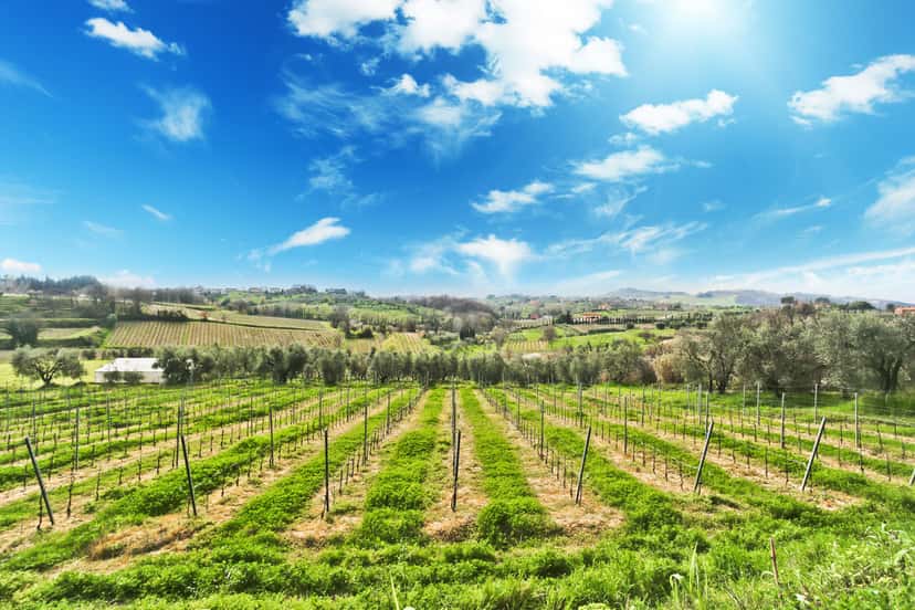 Fattoria Enzo Carmignani di Elena Carmignani