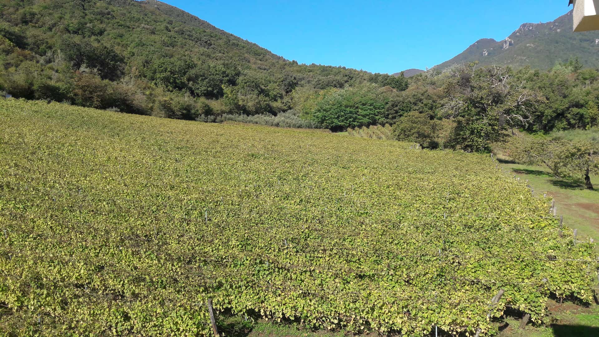 Intensiver Weinbergbesuch und Verkostung seltener autochthoner…