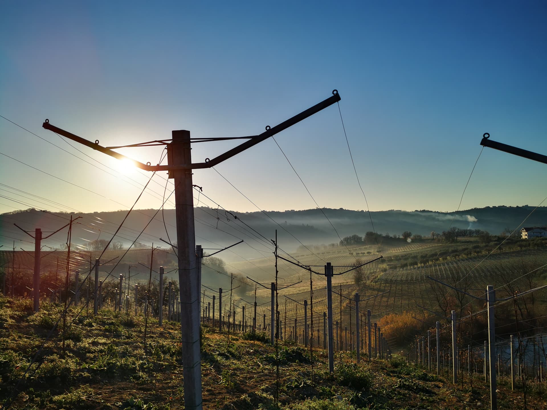 BUZZARONE_vignaiolo in Castelferrato foto 5