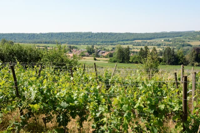 Le Poirier du Loup