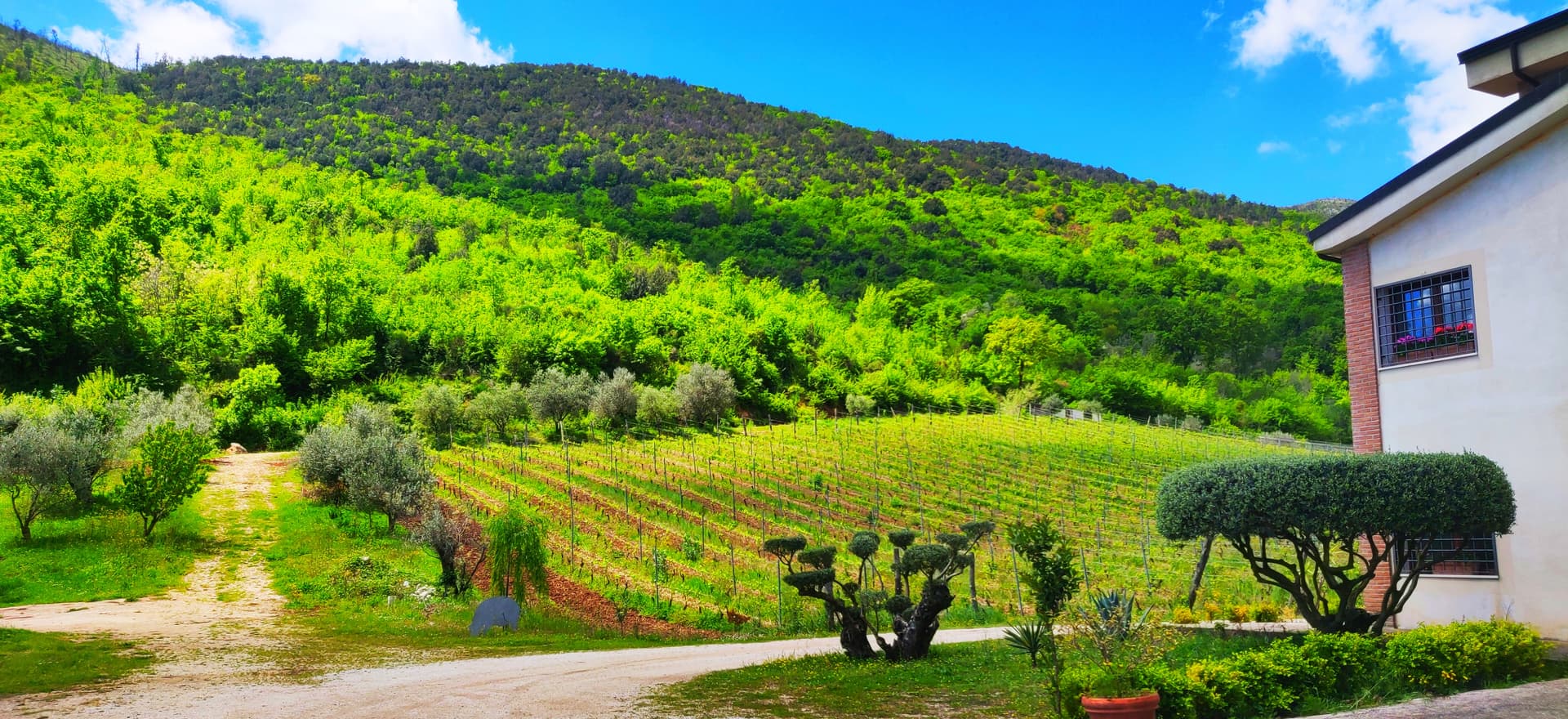 Il Verro Winery