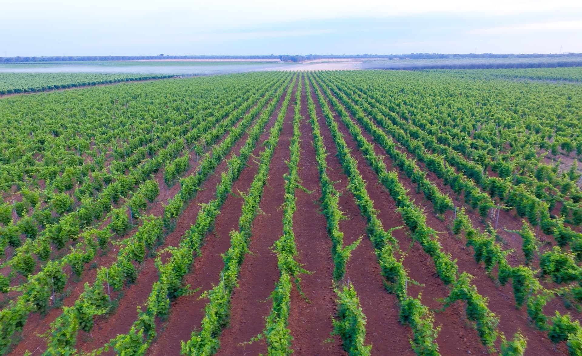Degustação de vinhos ao pôr do sol em Masseria