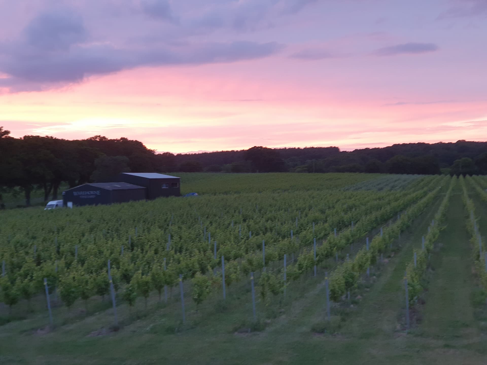 Warehorne Vineyard