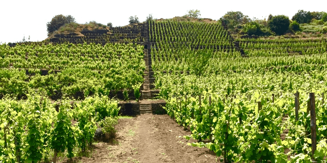 Biondi Winery Foto 2