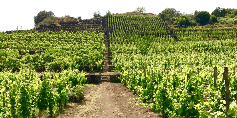 Biondi Winery