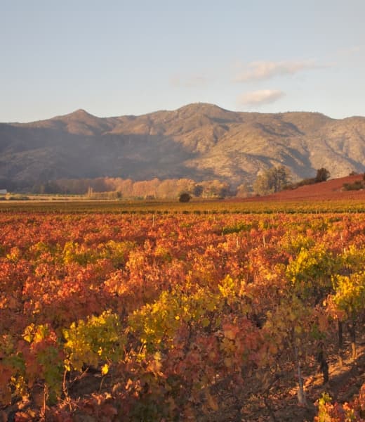 Concha y Toro Winery