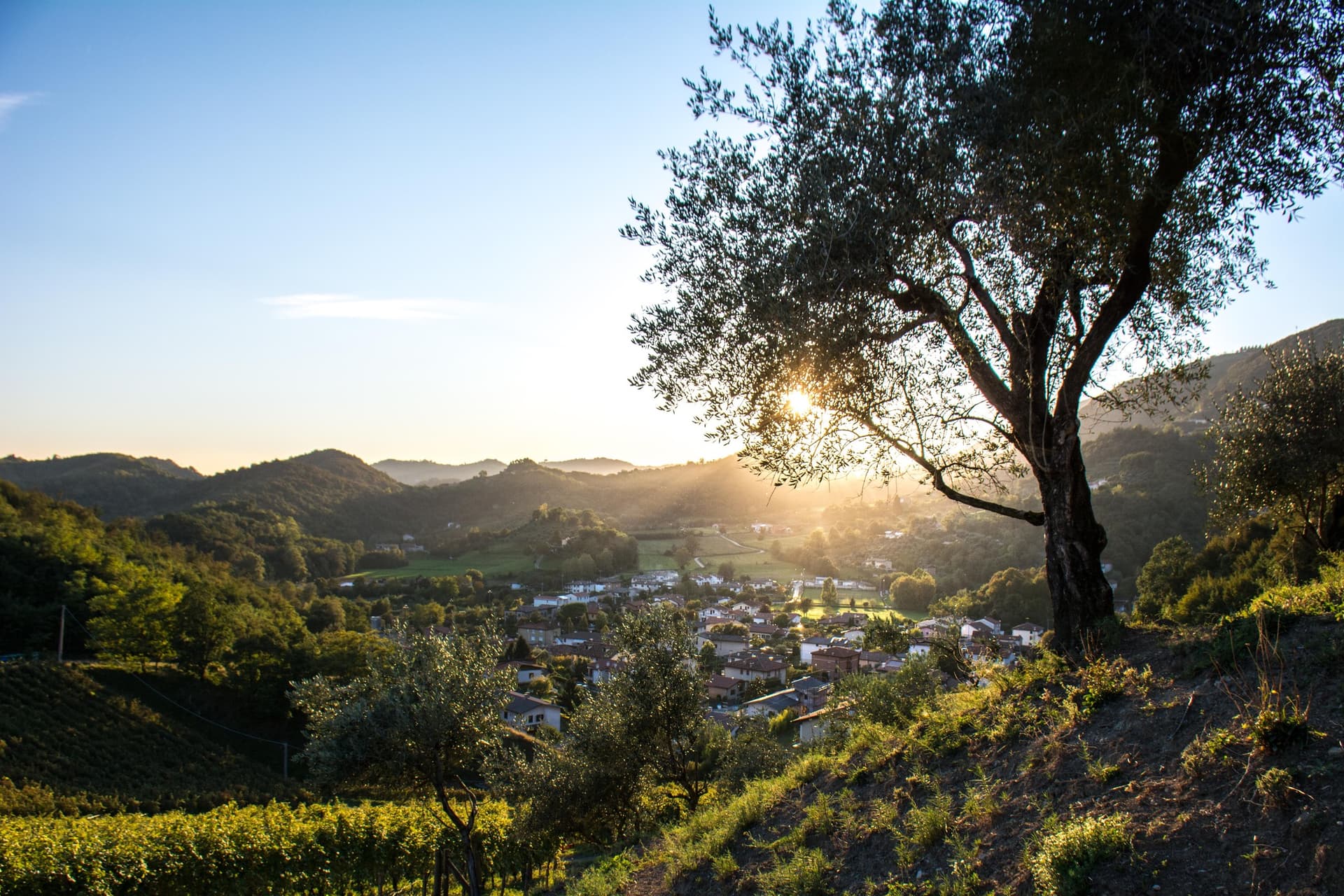 Uncover Veneto’s Volcanic Vines & Vespaiolo Wines