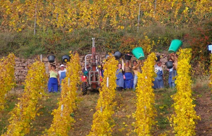 Domaine Aimé Stentz