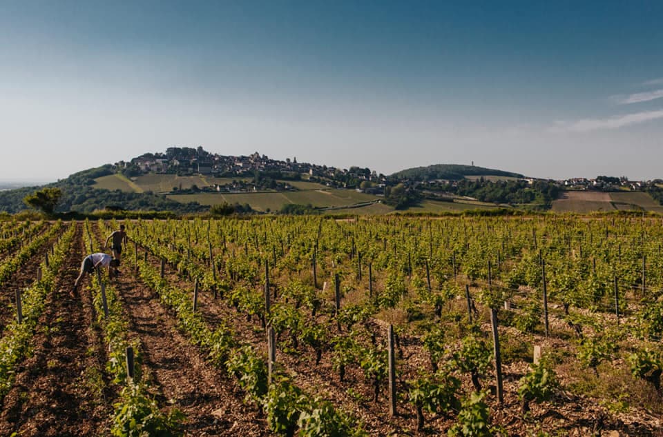 Domaine Pierre Riffault photo 1