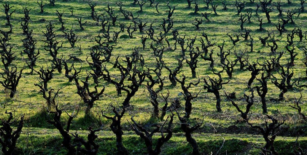 Eudald Massana Noya Winery foto 4
