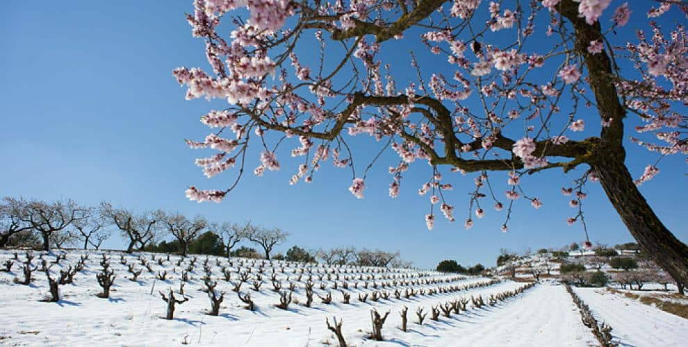 Eudald Massana Noya Winery foto 5