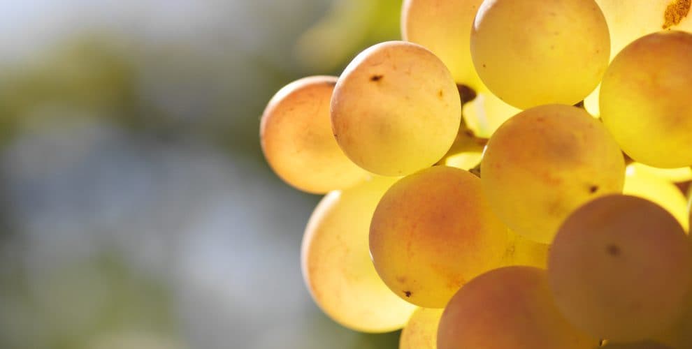 Eudald Massana Noya Winery foto 3