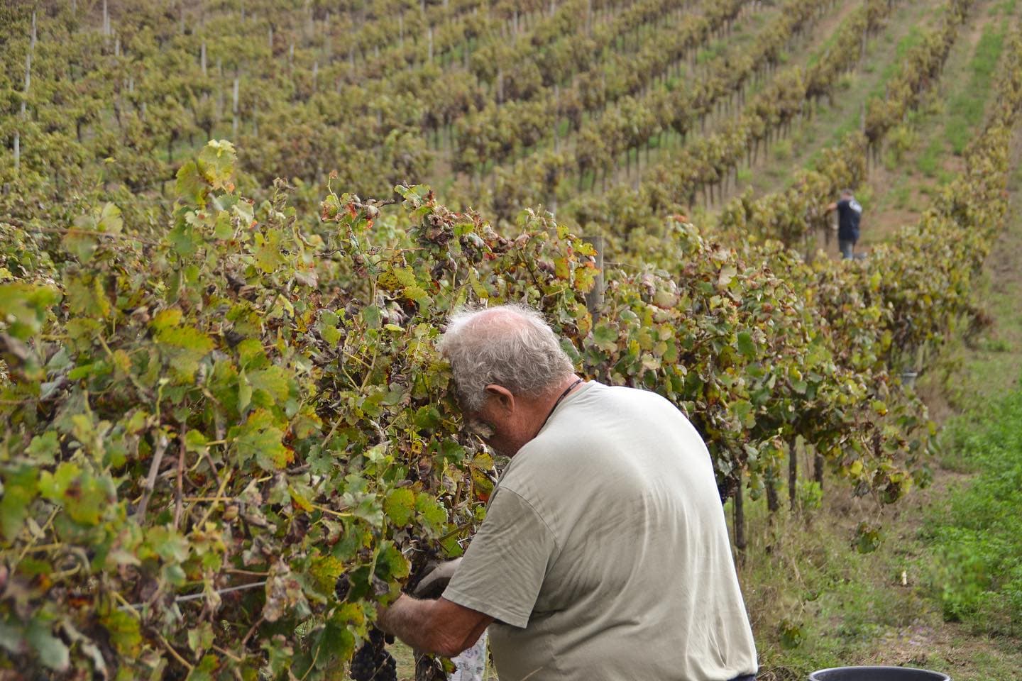 Vale De Cortém Vinhos Biológicos photo 1