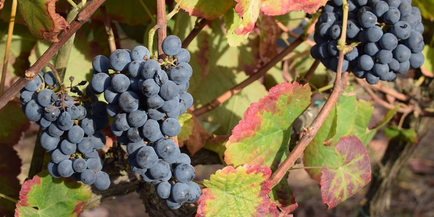 Vale De Cortém Vinhos Biológicos photo 2
