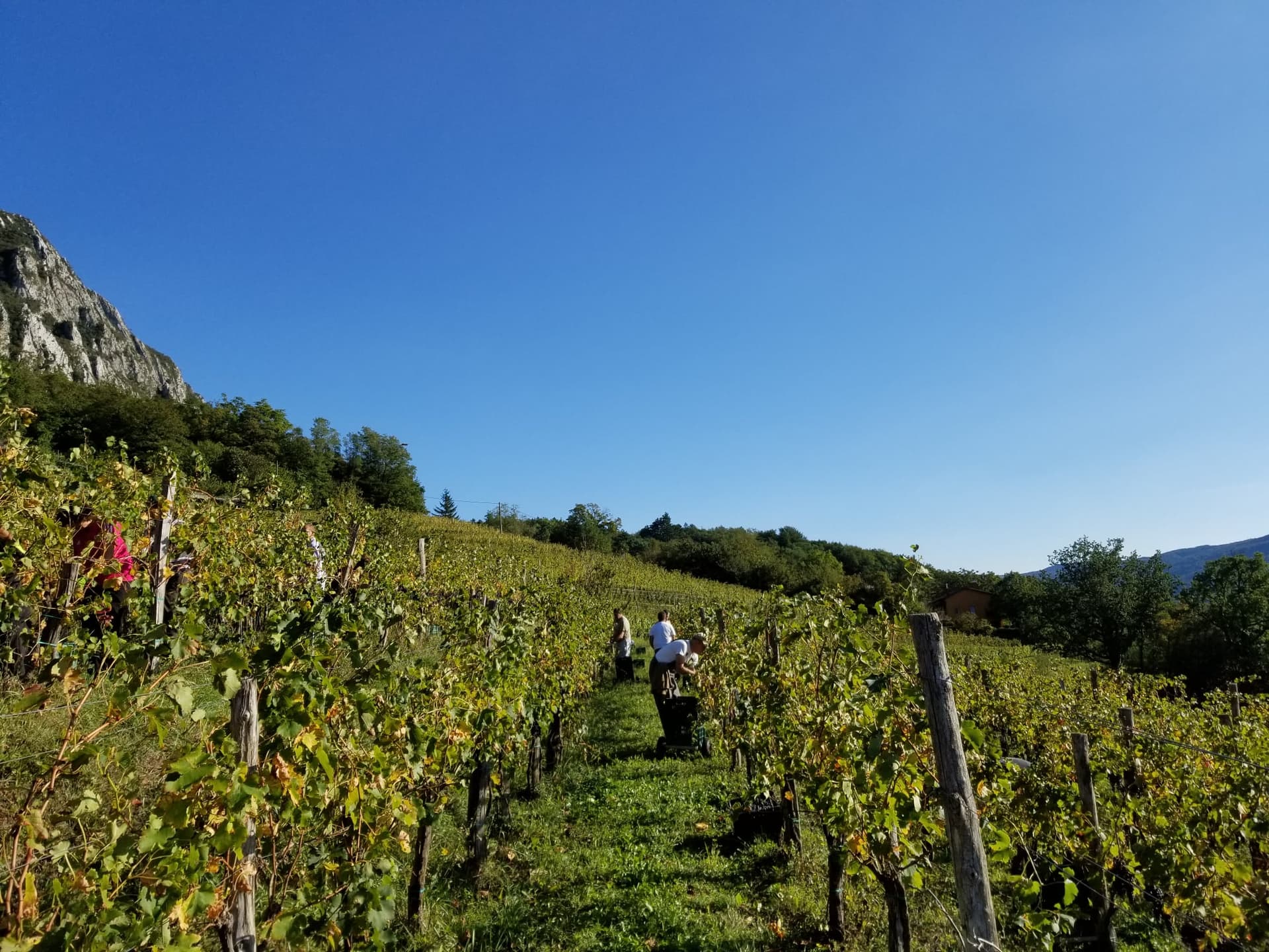 Vina Poljšak Winery foto 1
