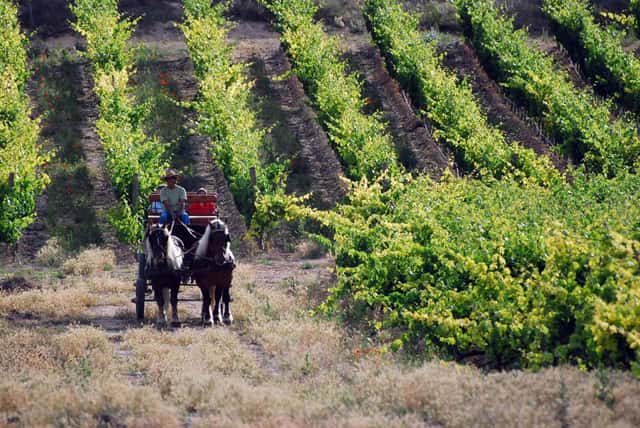 Bodegas Comenge