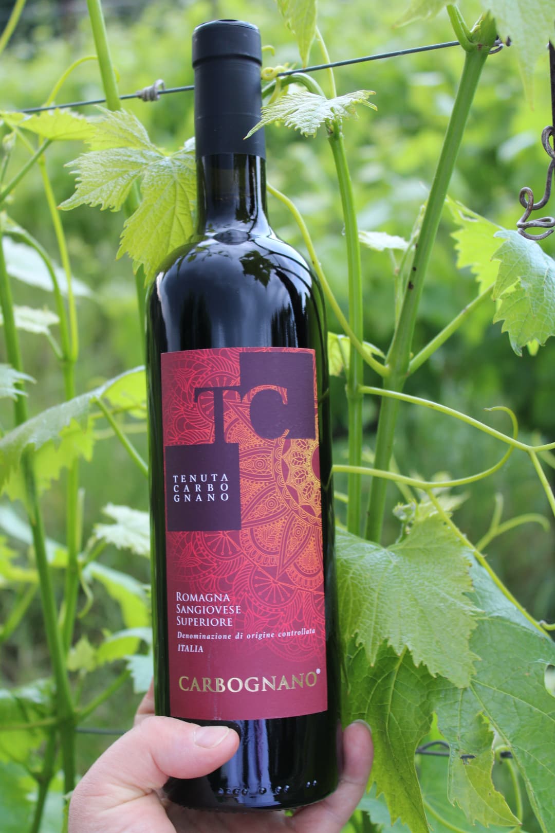 Carbognano Sangiovese Superiore Romagna Doc Organic