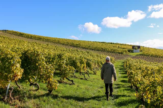 Domaine La Colombe: A Legacy of Biodynamic Winemaking