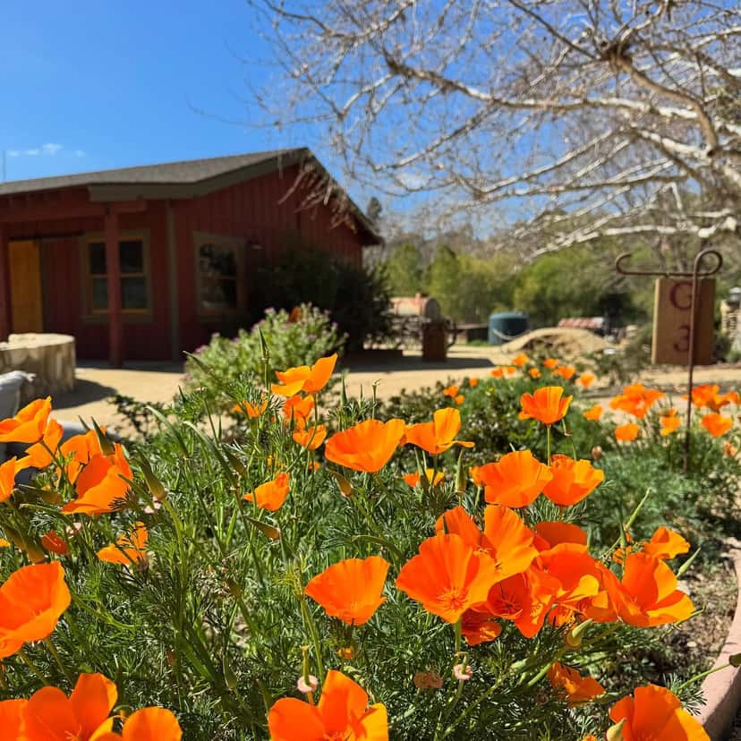 Old Creek Ranch Winery
