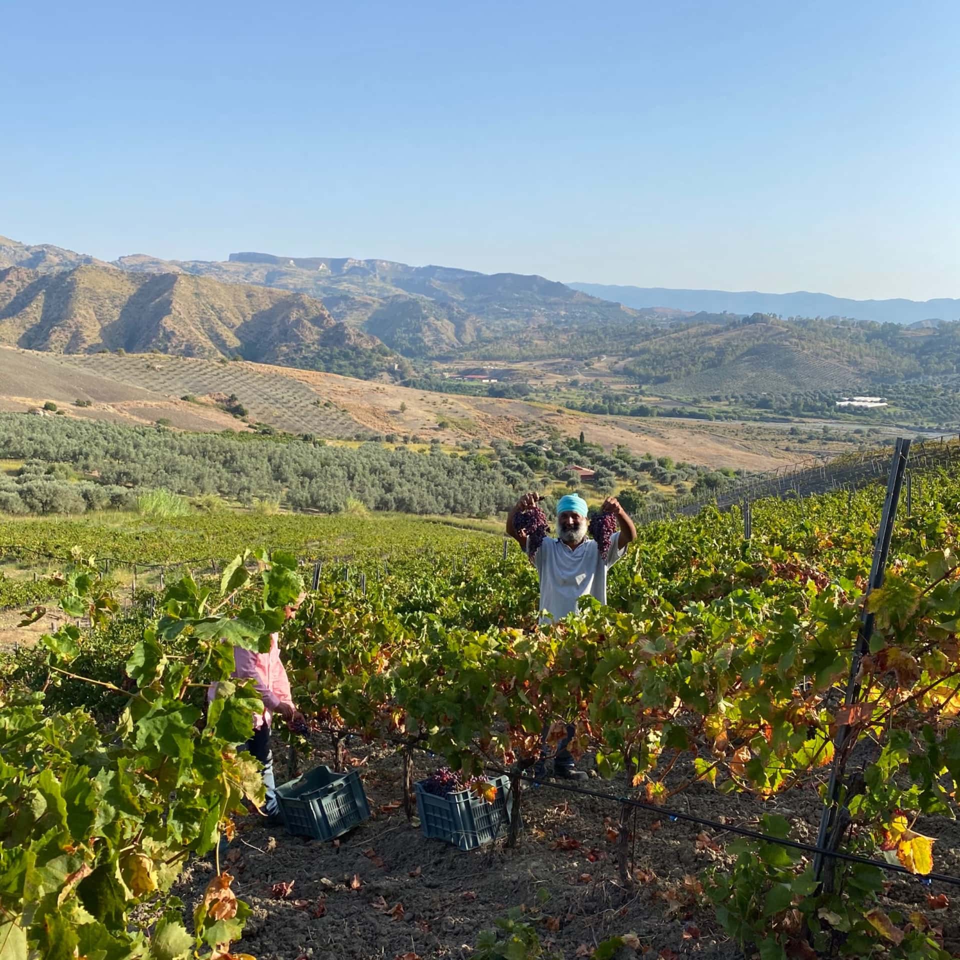 Degustação de vinhos naturais Nasciri e passeio pelos vinhedos…