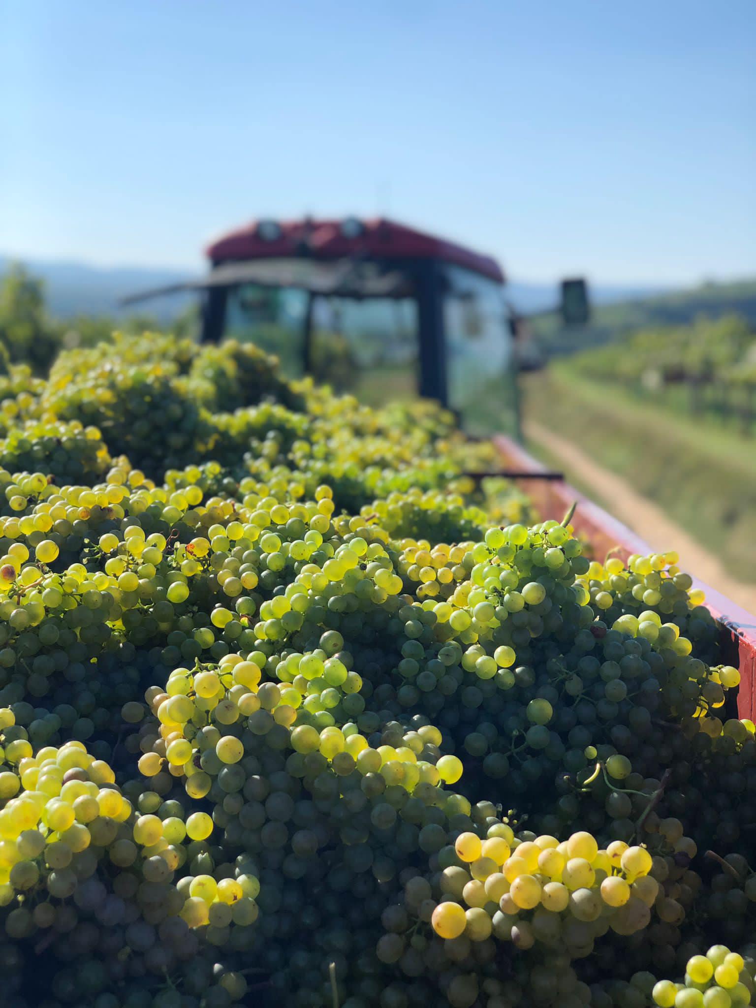 Weingut Helmut Maglock