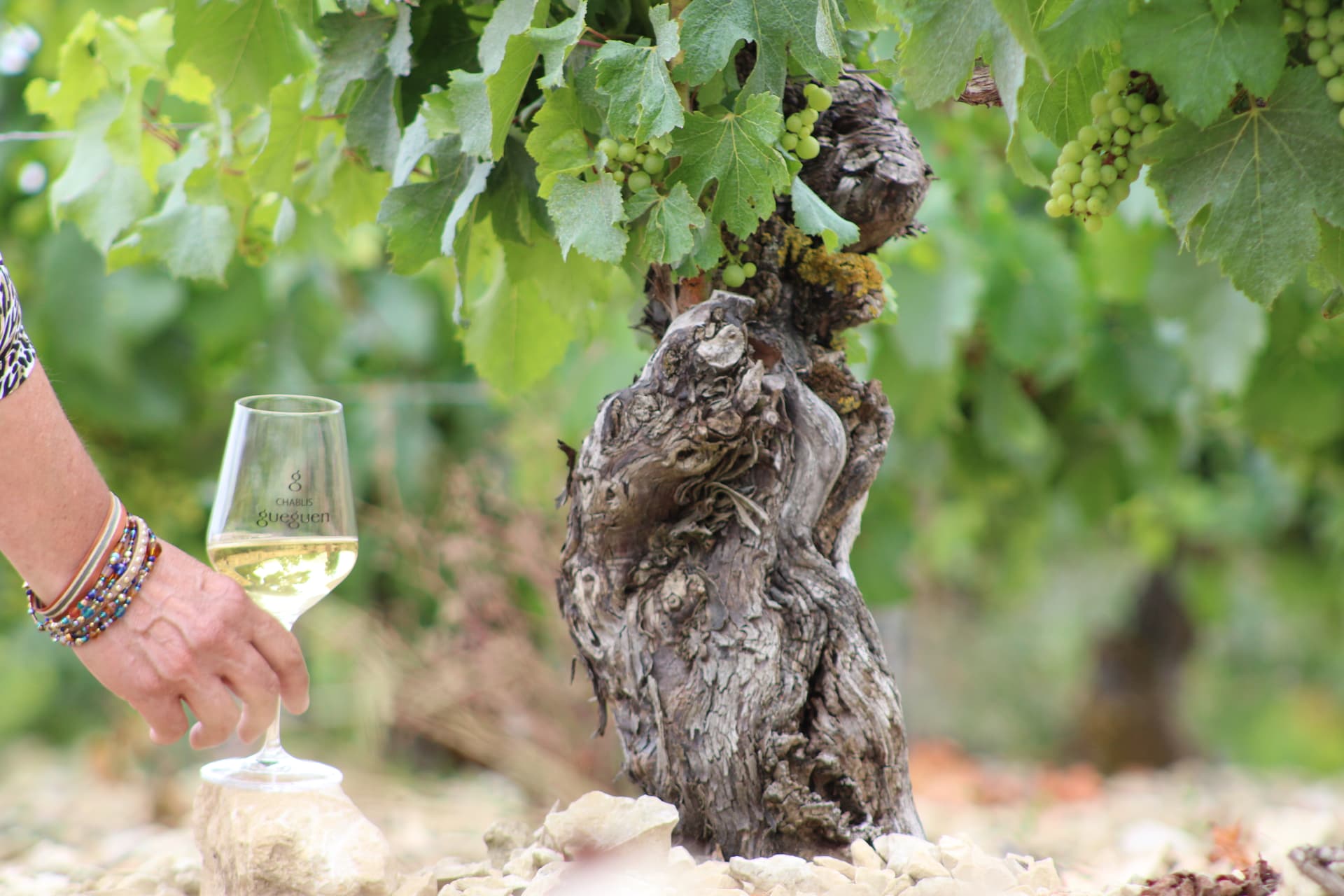 Vineyard Escape - Tour e degustação de vinhos no Domaine Celine et Frédéric Gueguen
