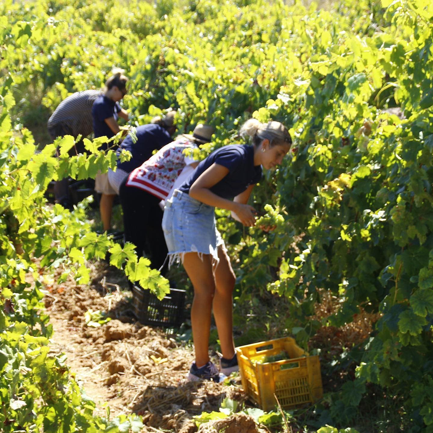 Azienda Vitivinicola Tola photo 2