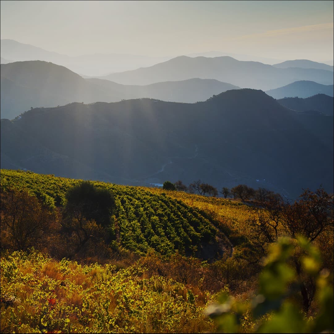 Bodegas Calvente Winery Foto 4