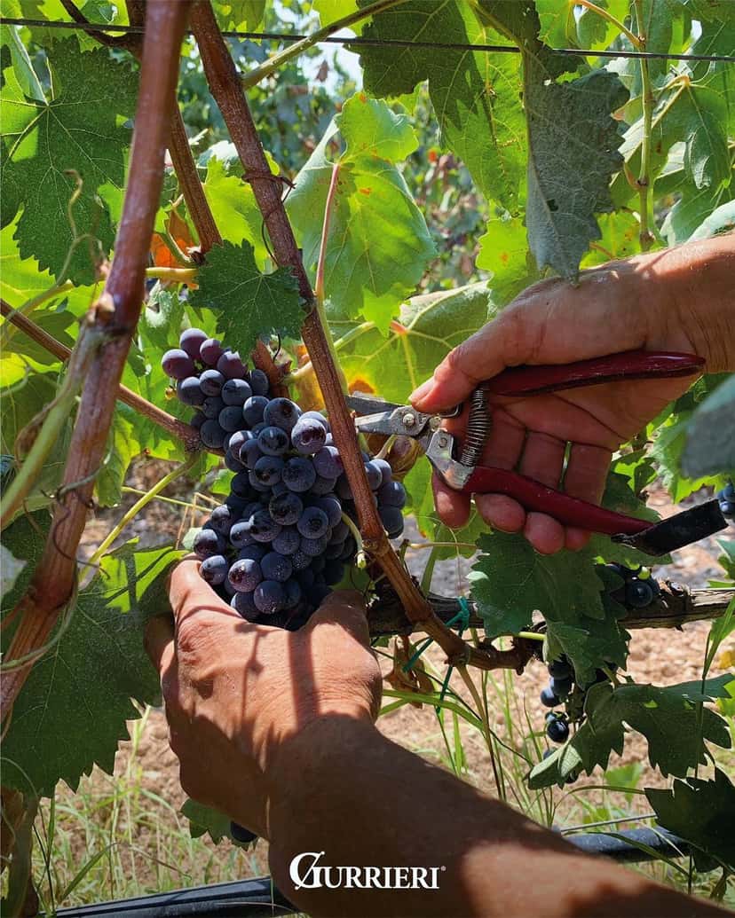 Browse all wineries in Vittoria
