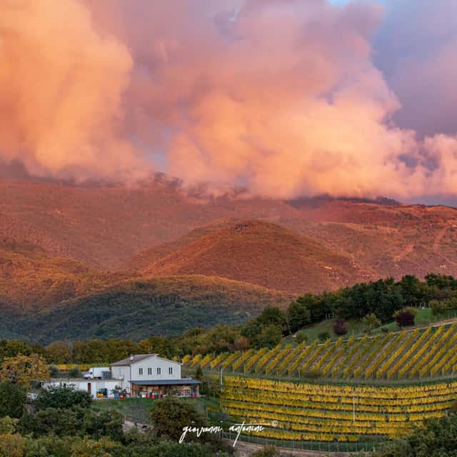 Cantina Le Macchie