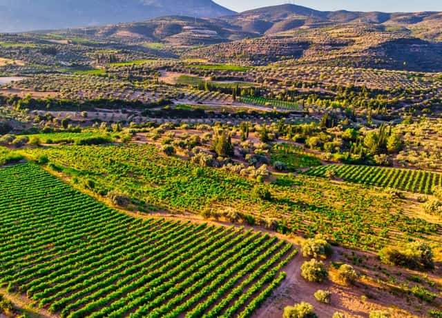 Papantonis Winery