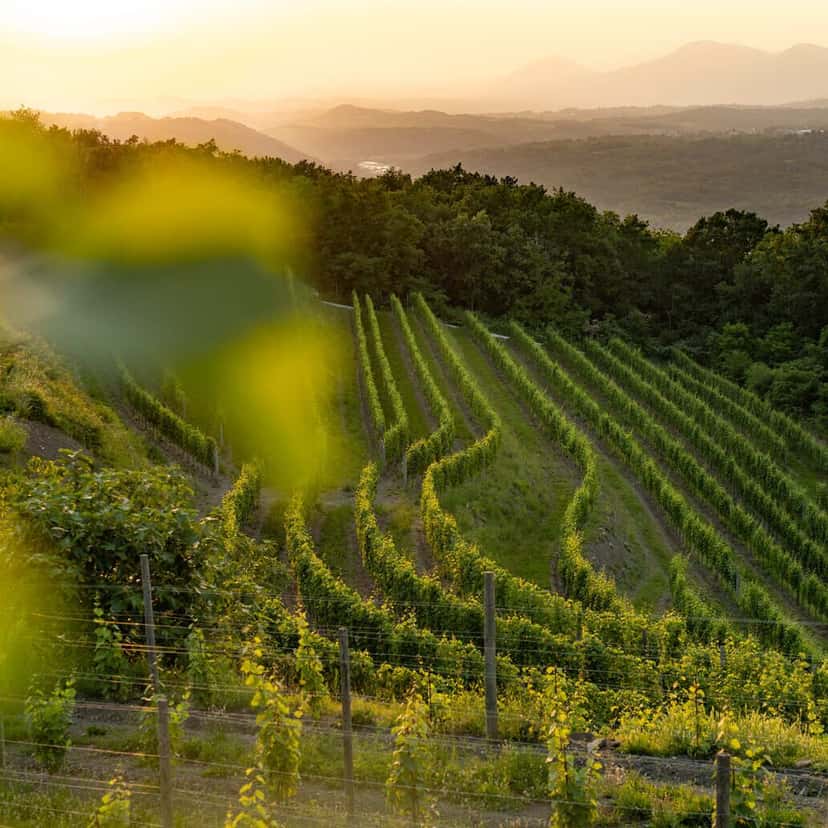 Sveti Martin Winery