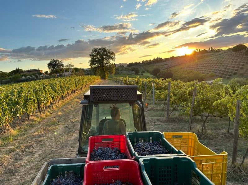 Savor 5 Organic Tuscan Wines with Pasta Lunch