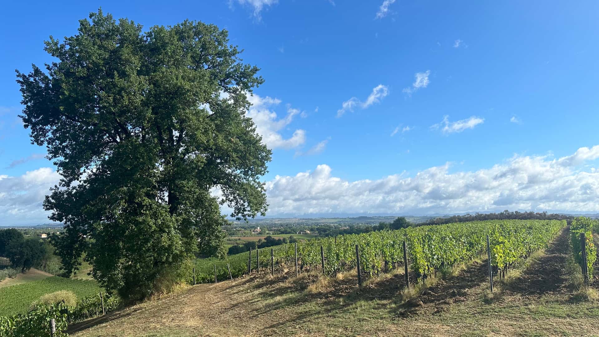 Experience a Private 5-Wine Organic Tasting in Tuscany