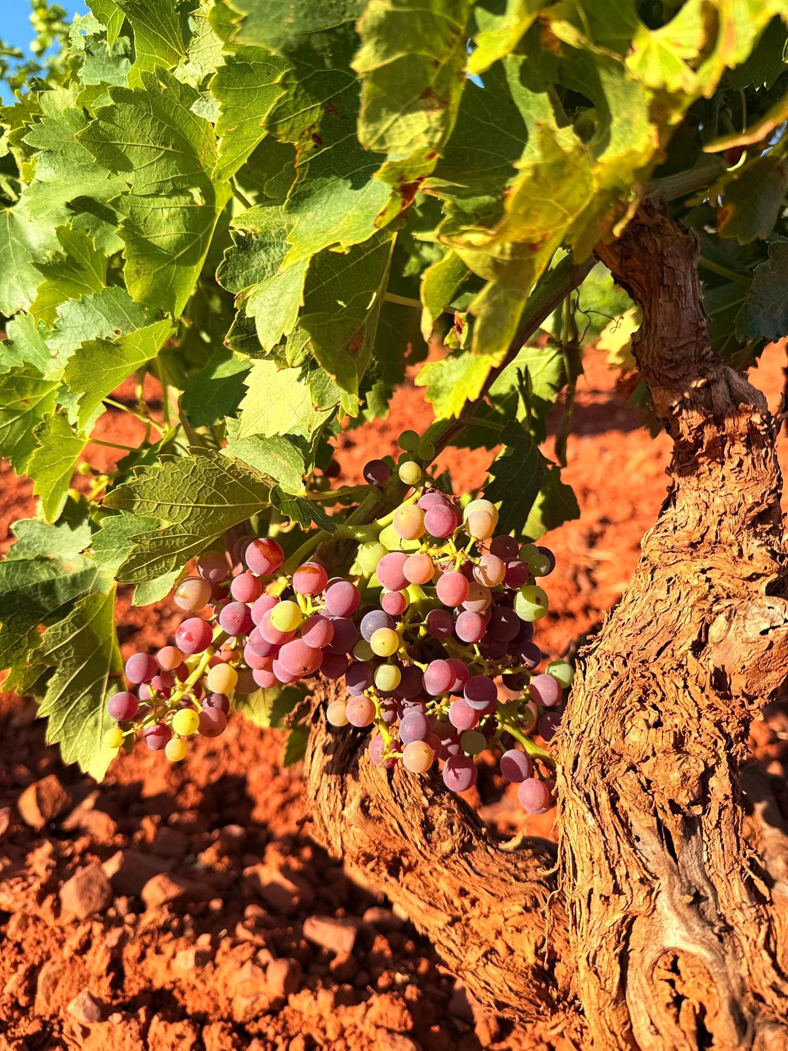 Bodegas Aragonesas foto 1